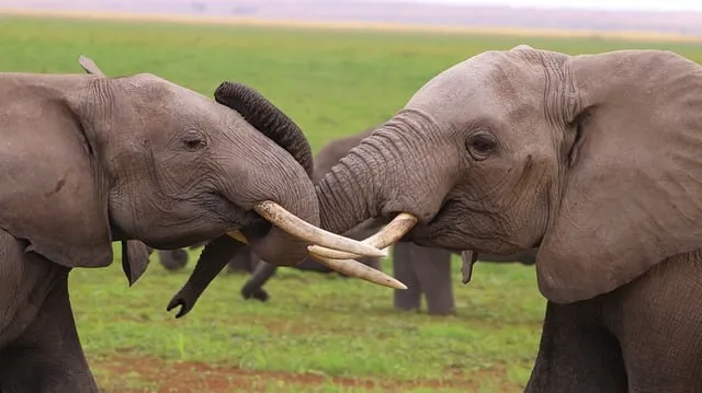 Free Africa Kenya photo and picture