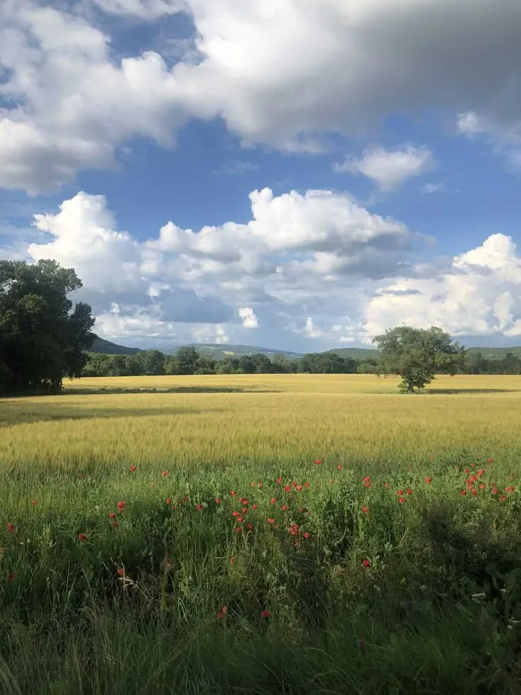 an open field with trees and flowers in the foreground on a cloudy day,