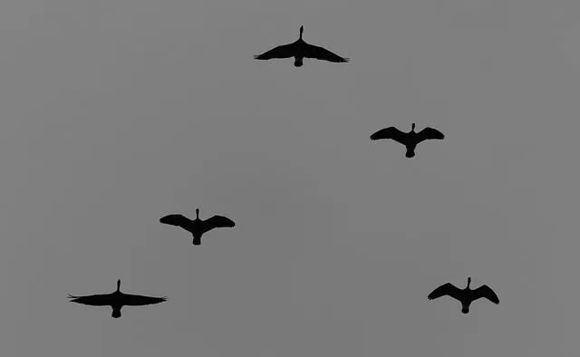 Free Cranes Birds photo and picture