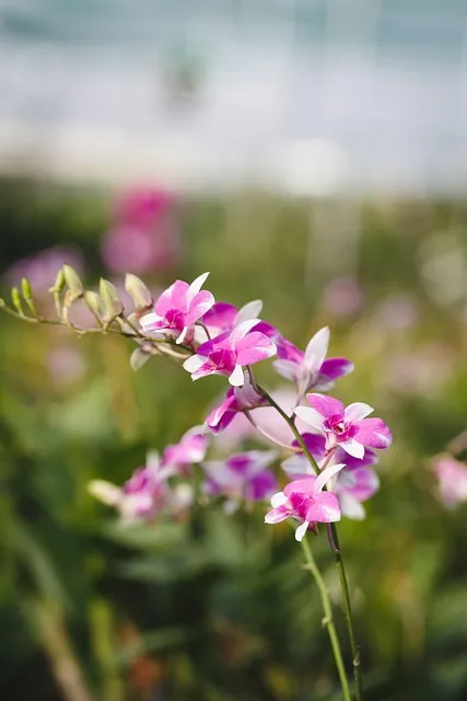 Free Natural Pure photo and picture