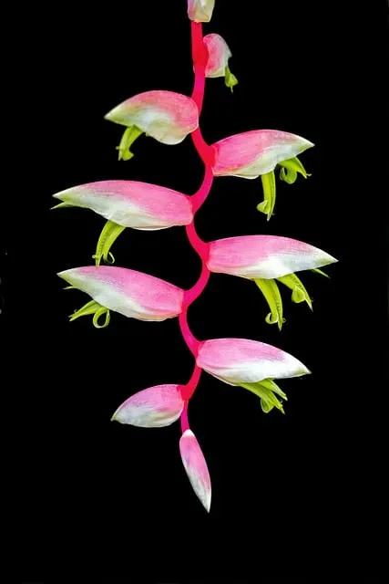 Free Flower Heliconia photo and picture