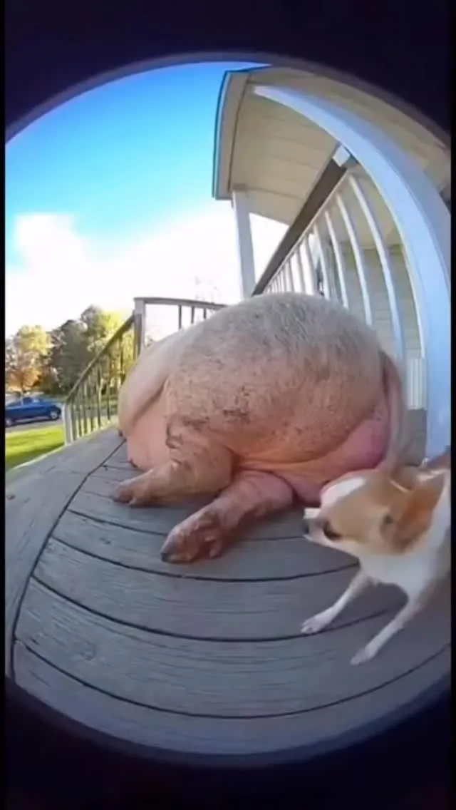 Impressive #reels #fyp #funny #reaction #fart #funnyvideo #comedy #funnyvideos #foryou