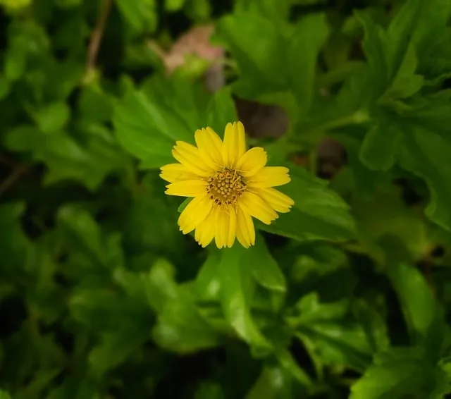 Free Flower Yellow photo and picture
