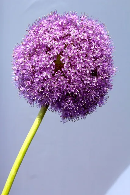 Free Allium Flower Background photo and picture