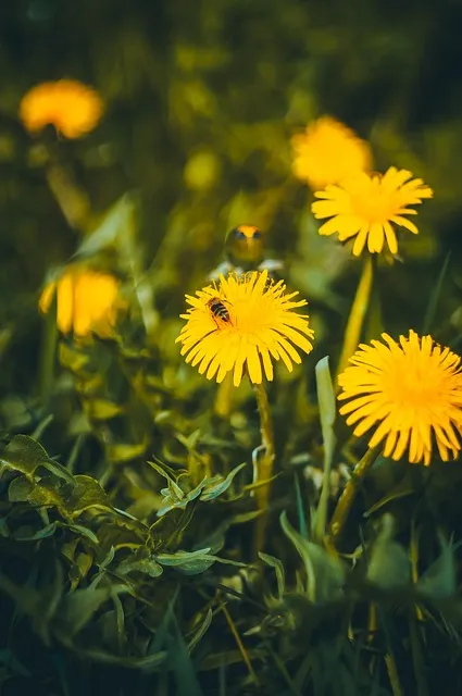 Free Dandelions Flowers photo and picture
