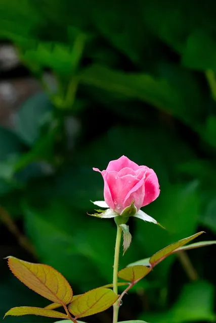 Free Flowers Rose photo and picture