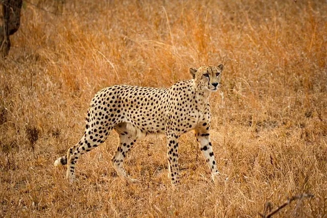 Free Cheetah Africa photo and picture