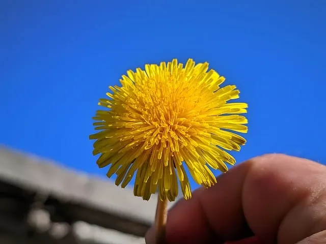 Free Dandelion Yellow Flower photo and picture