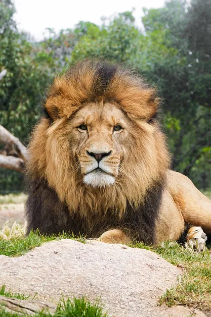 Free Lion Animal photo and picture