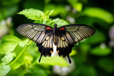 Free Butterfly Nature photo and picture