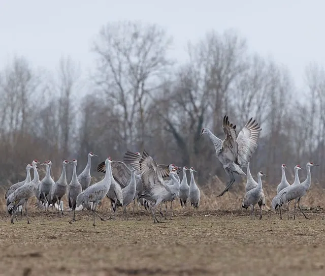 Free Cranes Birds photo and picture