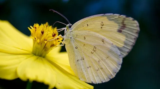 Free Butterfly Insect photo and picture