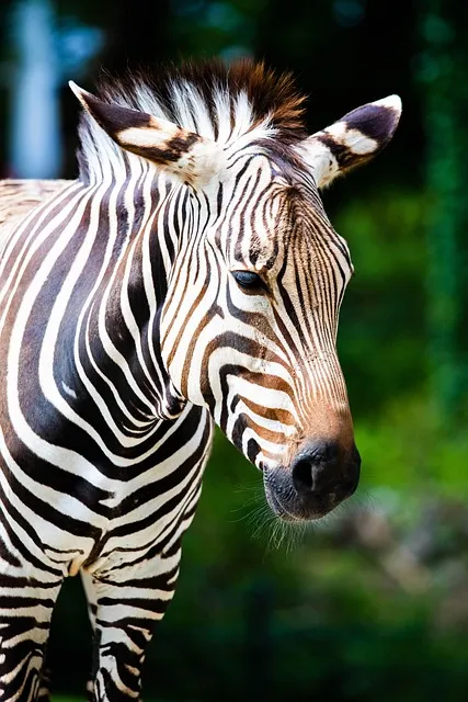 Free Zebra Beautiful Wallpaper photo and picture