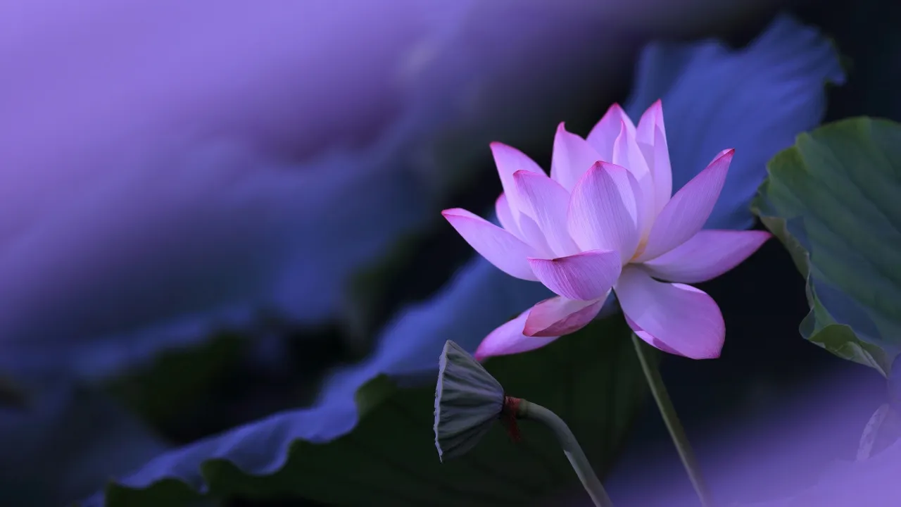 Lotus flower, Purple aesthetic, Water Lily, 5K, Pond