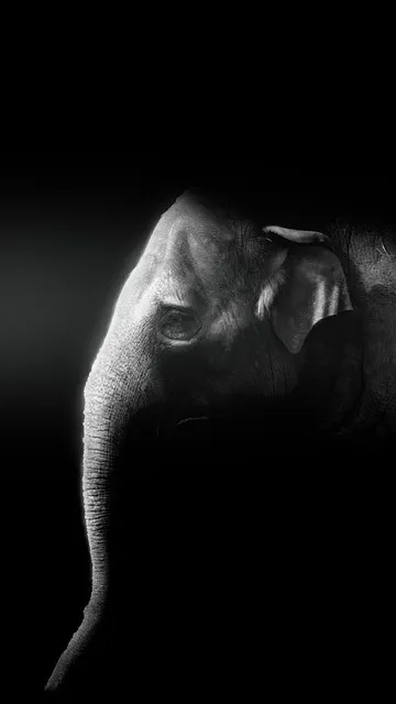 Free Elephant Tusks photo and picture