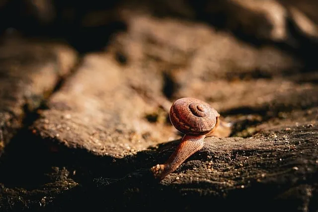 Free Bullfrog Toad photo and picture