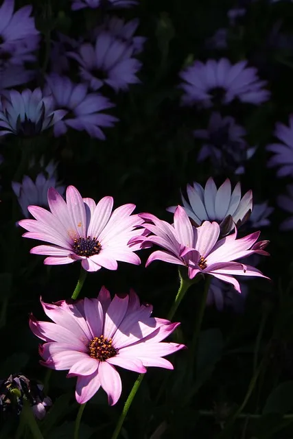 Free Flowers Petals photo and picture