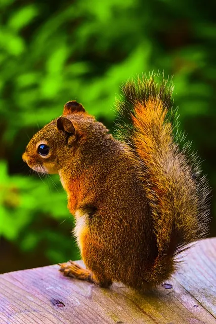 Free Squirrel Animal photo and picture