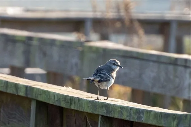 Free Northern Mockingbird Avian photo and picture