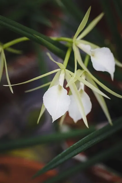 Free Natural Pure photo and picture