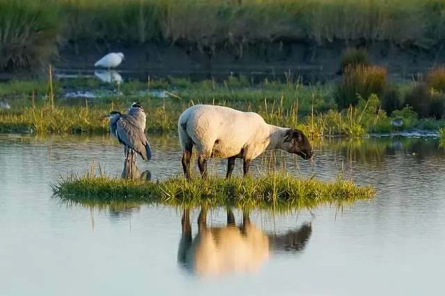 Free Sheep Nature photo and picture