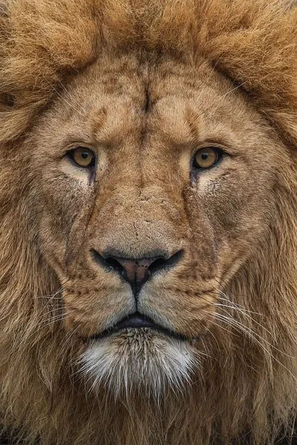 Free Lion Nature photo and picture
