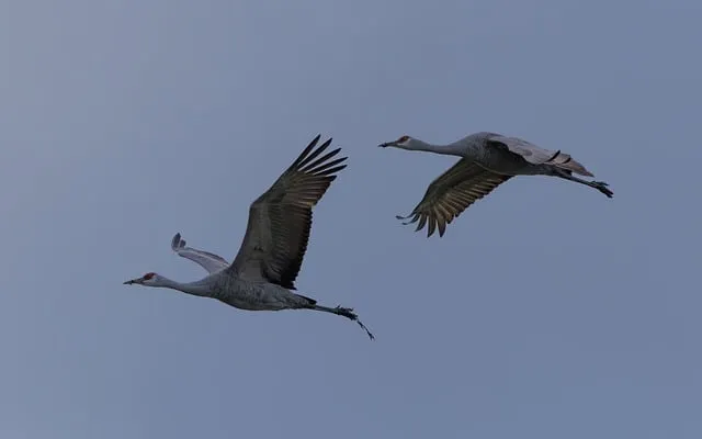 Free Cranes Birds photo and picture