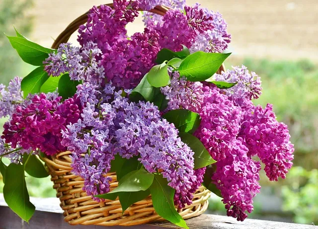 Free Lilac Flower Basket photo and picture