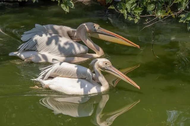 Free Pelican Birds photo and picture