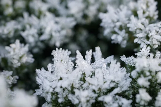 Free Ice Winter photo and picture