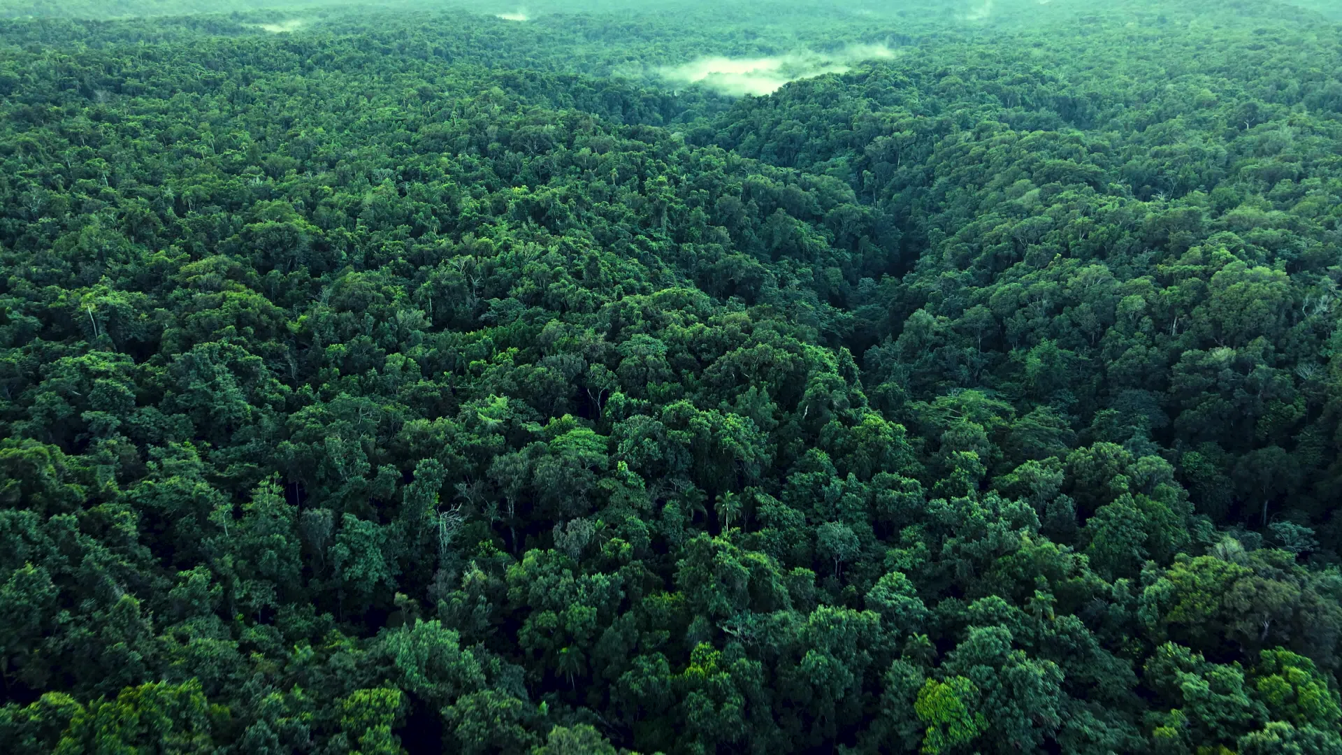 an aerial view of a forest with lots of trees