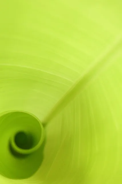 Free Leaf Green photo and picture