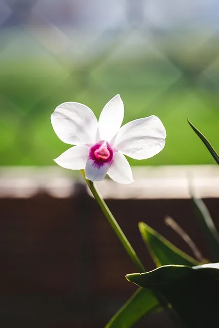 Free Natural Mobile Wallpaper 4K photo and picture