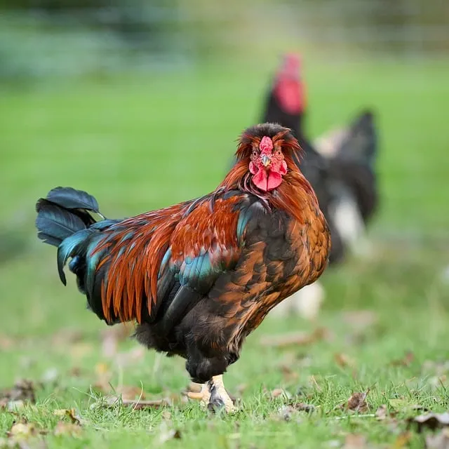 Free Haan Chicken photo and picture