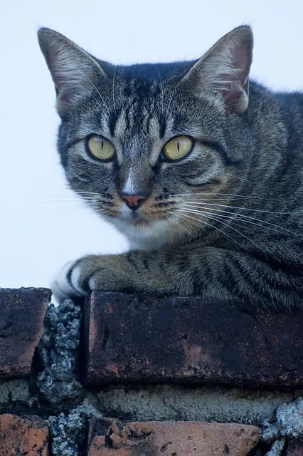 Free Cat Pet photo and picture