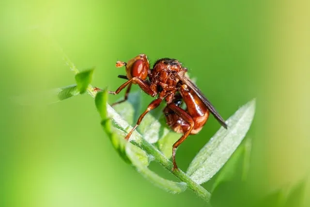 Free Nature Animal photo and picture