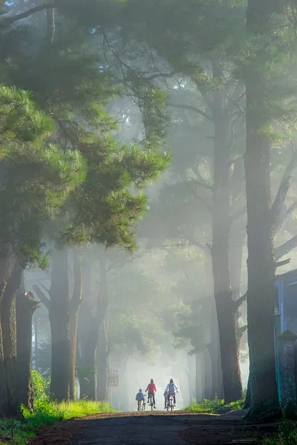 Free Street Trees photo and picture