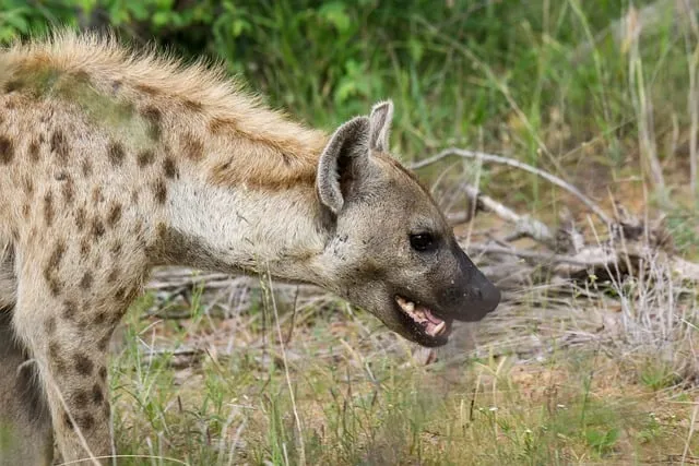 Free Hyena Spotted photo and picture