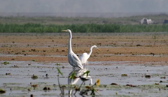 Free Wetland Egret photo and picture