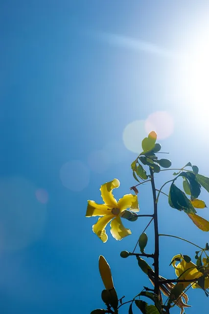 Free Sunlight Samsung Wallpaper photo and picture