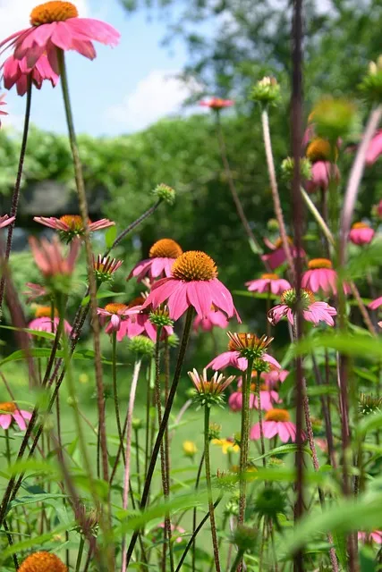 Free Flower Beautiful Wallpaper photo and picture