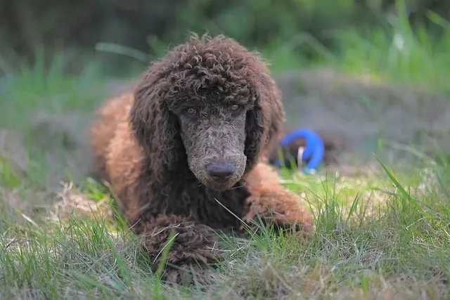 Free Royal Poodle Aurelio Large Poodle photo and picture