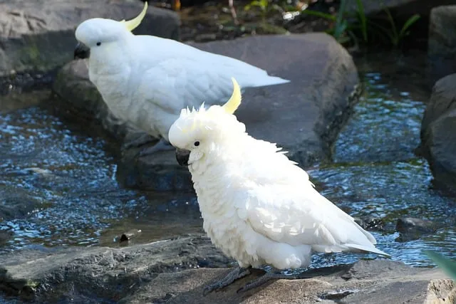Free Cockatoo Bird photo and picture