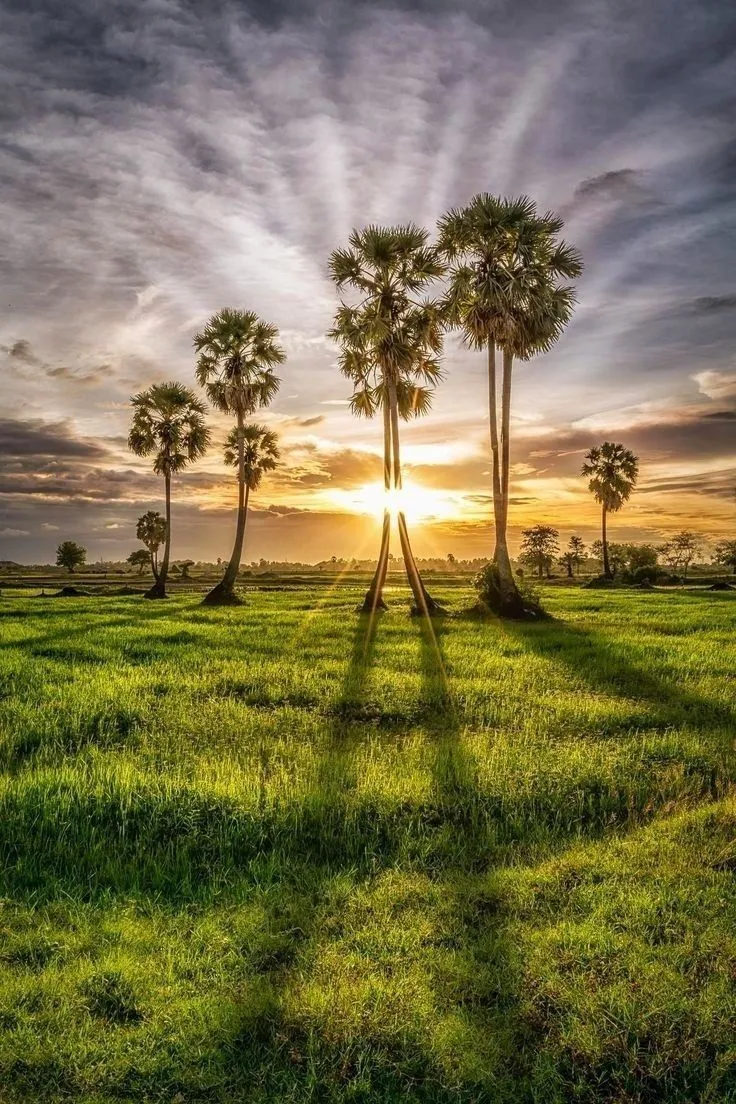 palm trees are silhouetted against the sun as it sets over an open field with green grass