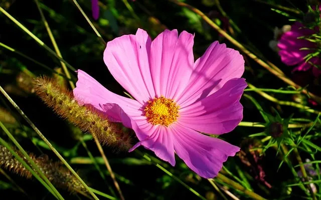 Free Cosmos Flower Wallpaper photo and picture