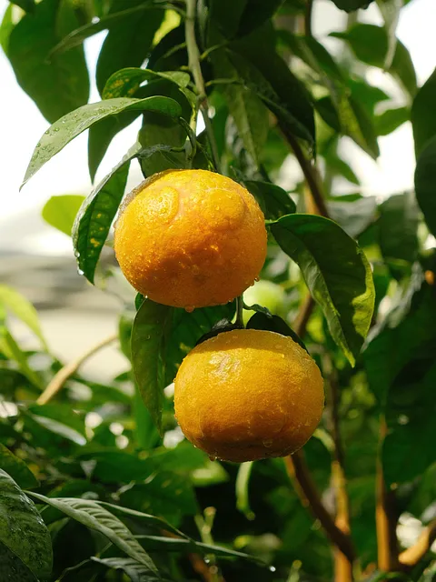 Free Fruit Citrus photo and picture
