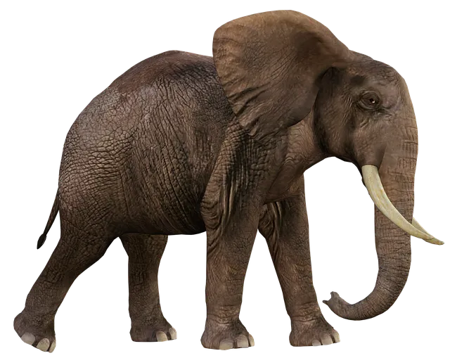 Free Elephant Mammal illustration and picture