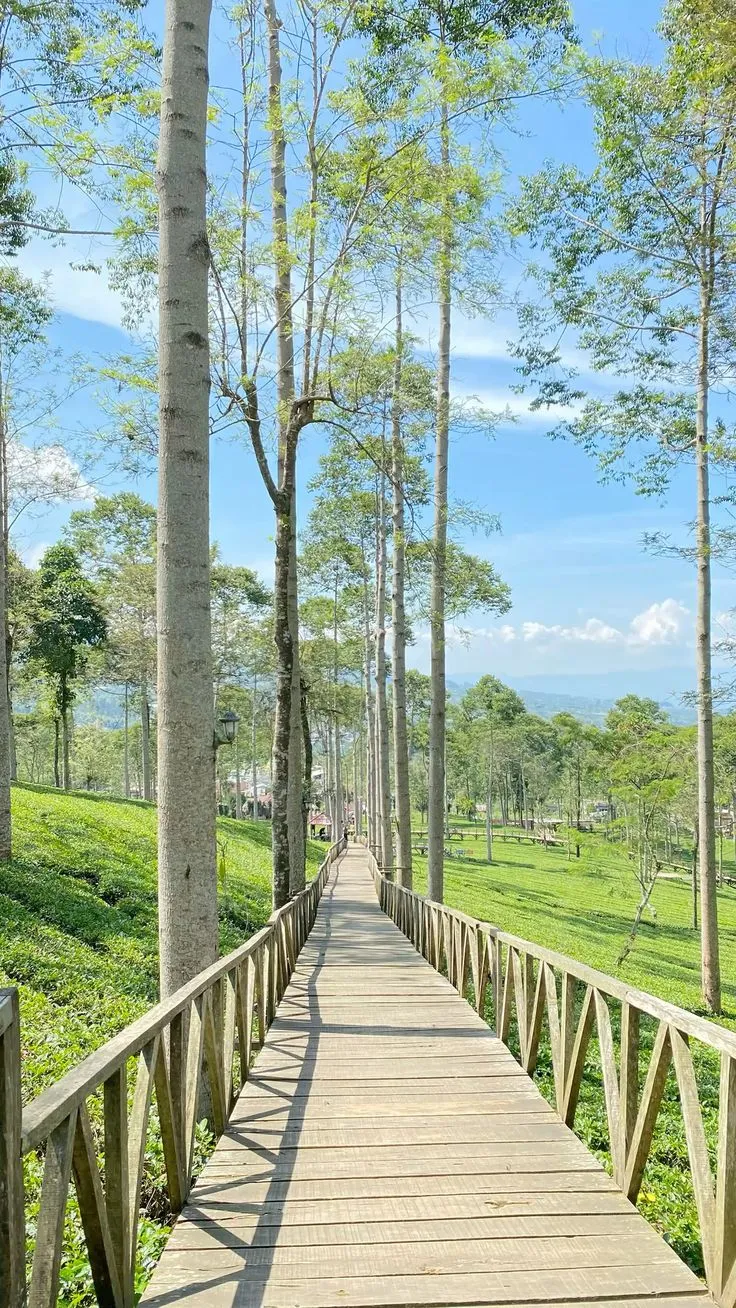a wooden walkway in the middle of a green field with trees and grass on both sides