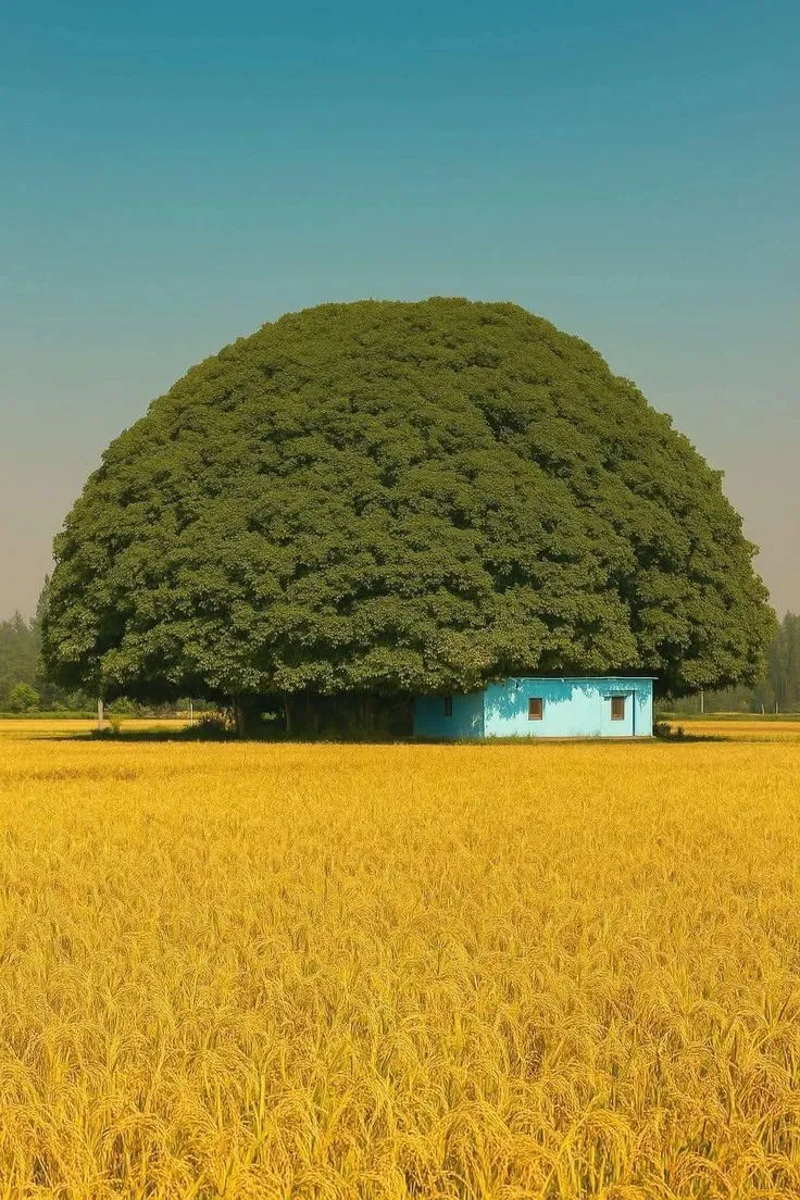 a large tree sitting in the middle of a field next to a blue building on top of it