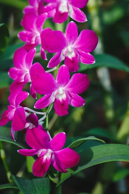 Free Natural Flower Background photo and picture